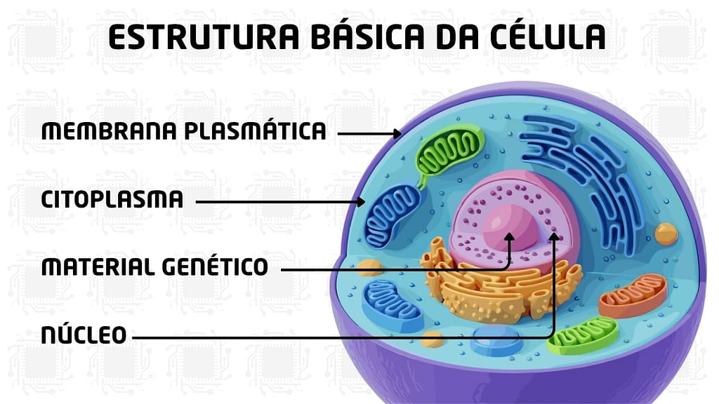 Célula: o que é, tipos e estrutura — entenda a base da vida